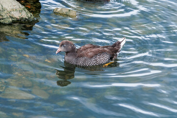 Kelp Goose (Chloephaga hybrida) female gosling on lagoon in Ushuaia, Land of Fire (Tierra del Fuego), Argentina