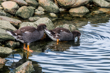 Kelp Goose (Chloephaga hybrida) female gosling on lagoon in Ushuaia, Land of Fire (Tierra del Fuego), Argentina