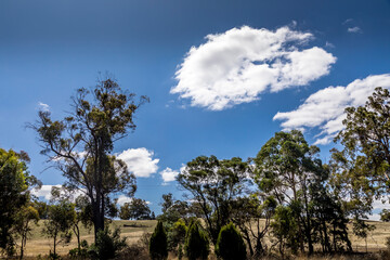 Fototapeta na wymiar A forest in the Grampians National Park in Victoria, Australia.