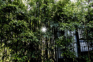 Backlighting through the trees in the summer_03