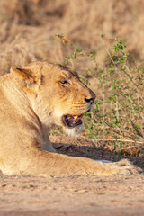 Portrait of a Lioness in Kruger Park