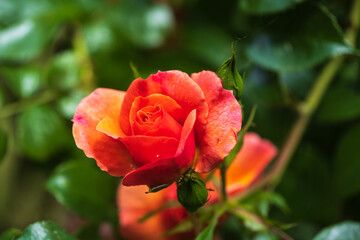 Nahaufnahme einer blühenden Rose
