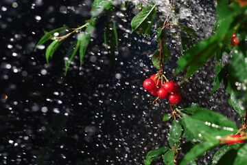 Red cherry on a tree branch in the sunset sunlight in the rain, fresh summer berries with water drops