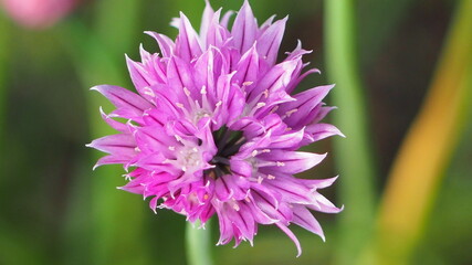 Obraz premium OLYMPUS DIGITAL CAMERA