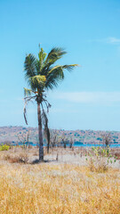 Palm tree stand alone on yellow grass on the island at summer time. Beautiful blue sky