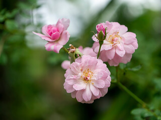 Obraz na płótnie Canvas Close up pink of Damask Rose flower with blur background.