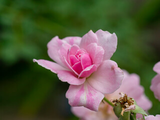 Close up pink of Damask Rose flower with blur background.