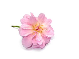 Fototapeta na wymiar Pink of Damask Rose flower on white background.