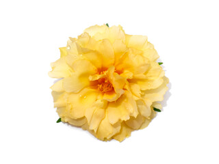 Close up of yellow Portulaca flower