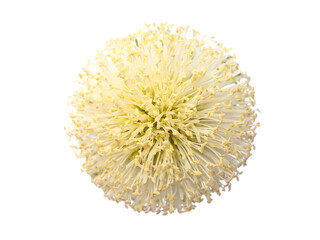 Close up of White popinac, Lead tree, Horse tamarind or Wild tamarind