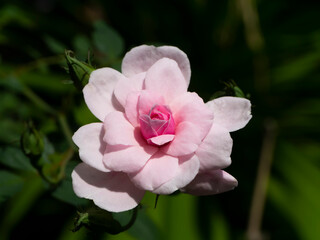 Obraz na płótnie Canvas Close up pink of Damask Rose flower with green blur background.