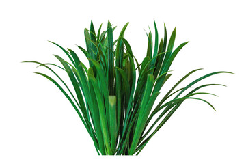Fresh green grass di-cut Suitable for interior design work Print on the wall, bedroom, living room, coffee shop and hotel.