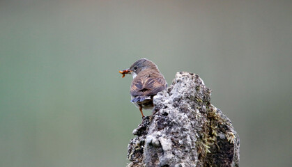 Lesser whitethroat collecting food for its chicks