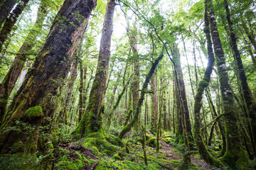 New Zealand forest