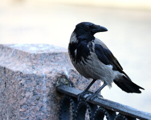 A crow sits on the embankment fence