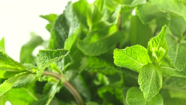 mint. Fresh mint leaf rotating white background close up