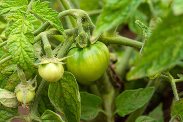 Green tomatoes in the garden. Growing tomatoes in the open ground. Fruit tomato on a branch close-up. Diseases and pests of tomato. Maturation of tomatoes in the garden.