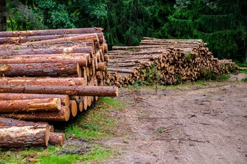 Sawn pine trunks lie on the grass