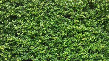 Obraz premium Details of the nature for background 