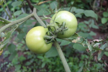 tomato on a vine