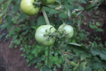 cherry tomatoes in the garden