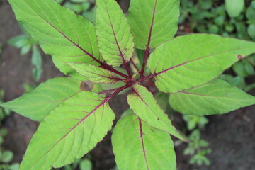 spider on a leaf