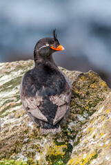 Crested Auklet (Aethia cristatella) at St. George Island, Pribilof Islands, Alaska, USA