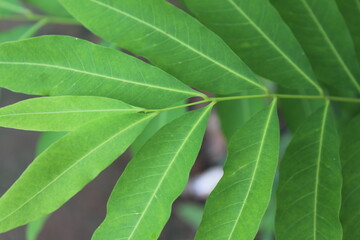 Fototapeta premium close up of green leaf