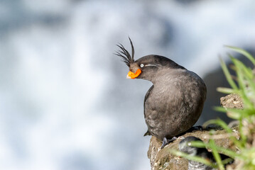 Crested Auklet (Aethia cristatella) at St. George Island, Pribilof Islands, Alaska, USA