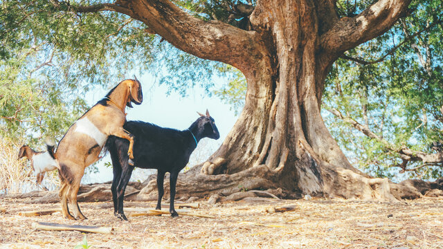 Two Brown And Black Goats While Mating