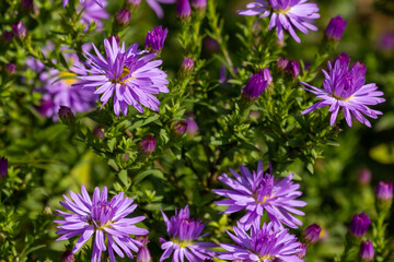 Obraz premium Daisy in a german garden in Gießen, Hessen, Germany