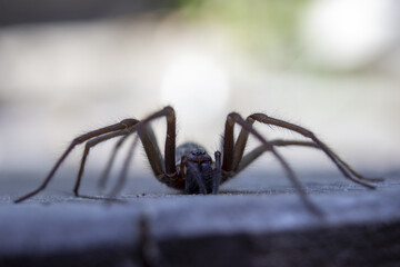 Giant house spider eratigena artica on wood