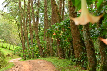 path with a flower in the forest 
