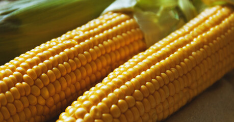 Fresh sweet corn cobs on a towel on a wicker tray, ready to cook