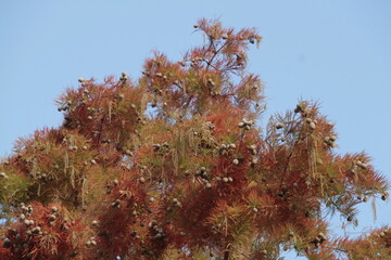"Zauberbaum" mit Bl&uuml;ten und Fruchtstand