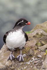 Parakeet Auklet (Aethia psittacula) at St. George Island, Pribilof Islands, Alaska, USA
