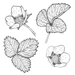 A set of strawberry elements. Collection with leaves and blossoming flowers of wild strawberries. Hand drawn and isolated on a white background. Black and white vector illustration. Pencil drawing