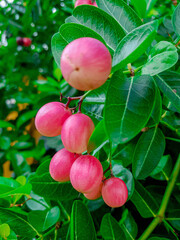 fresh fruit Carissa carandas among green leaf on tree