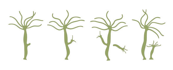 Asexual reproduction of Hydra