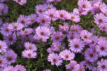 Sommerfreude - Astern