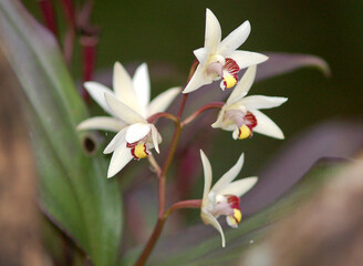 Wild orchids fully bloom at Kanchanjunga National Park in West Sikkim, India. Orchids are known for medicinal properties and aromatic values and 523 species of wild orchids are identified in Sikkim.