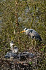 Graureiher und sein Nachwuchs im Nest