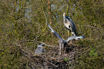 Graureiher und sein Nachwuchs im Nest