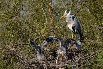 Graureiher und sein Nachwuchs im Nest