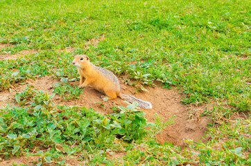 Cute furry gopher sits near a hole in the ground on green field with grass on sunny evening. Suslik in natural wildlife in the meadow. Small funny rodent closeup. Summer sunlight weather.