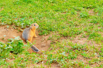Cute gopher sits near a hole in the ground on green field with grass on sunny evening. Rodent in natural wildlife in the meadow. Small funny gopher closeup. Summer sunlight weather.