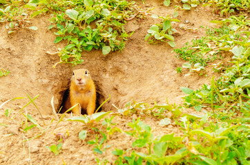 Cute fluffy gopher peeps out of hole in the ground on green field with grass on sunny evening. Gopher in natural wildlife in the meadow. Small adorable suslik closeup. Summer sunny weather. 