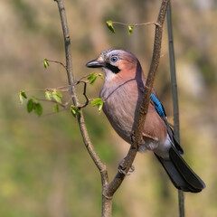 European Jay sitting on a tree next to fresh green spring leaves