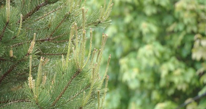 Wet pine tree branch with new sprouts in summer after rain. Close-up