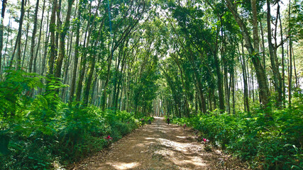 A dirt road between the forests